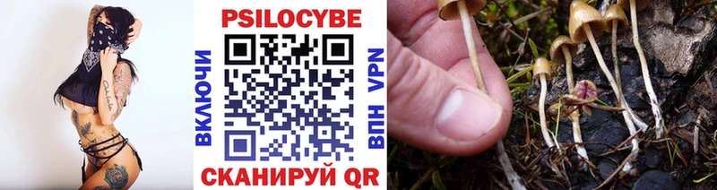 Галлюциногенные грибы Psilocybe  Ивдель 